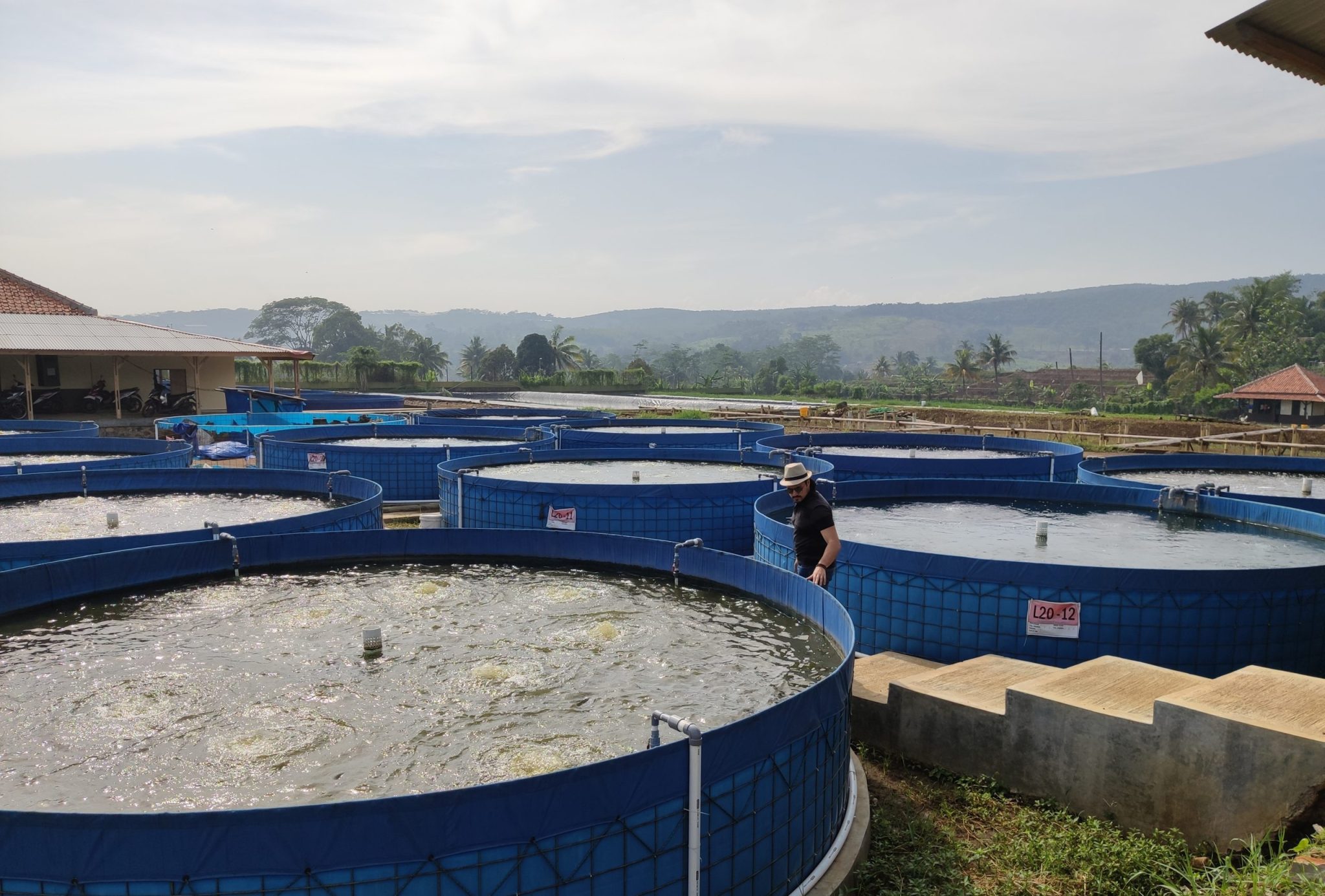 Hybrid Tilapia Farming System